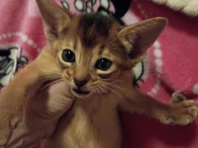 Ruddy Dancing Junebug - Abyssinian - Gallery Photo #1