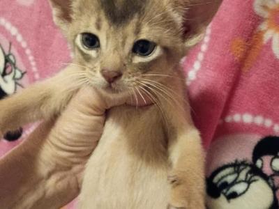 Blue Is For Boys - Abyssinian - Gallery Photo #1
