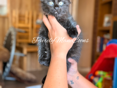 Black Maine Coon Kitten - Maine Coon - Gallery Photo #1
