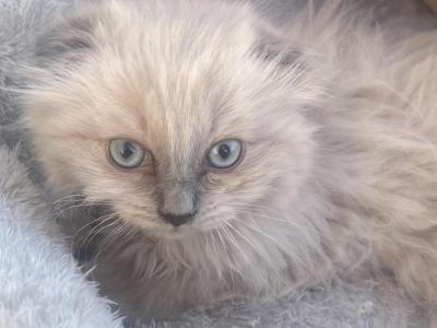 Fuzzy - Scottish Fold - Gallery Photo #1