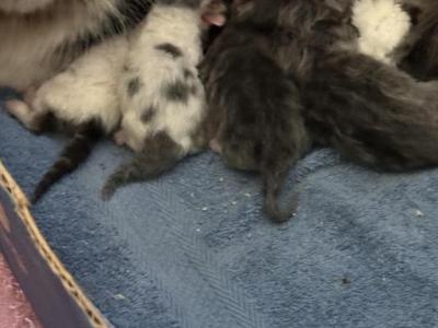 Munchkin Litter - Munchkin - Gallery Photo #1