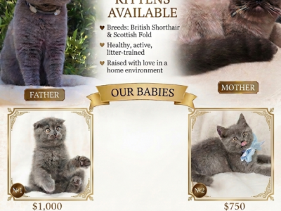 Charming British & Scottish Kittens - Scottish Fold - Gallery Photo #1