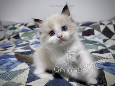 Mighty Mouse - Ragdoll - Gallery Photo #1