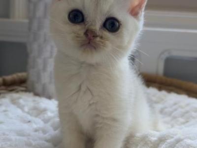 Umi Jr - British Shorthair - Gallery Photo #1