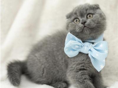 Charming British & Scottish Kittens - Scottish Fold - Gallery Photo #1