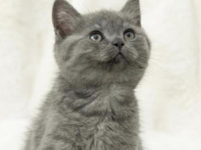 Adorable British Shorthair Kitten - British Shorthair - Gallery Photo #1