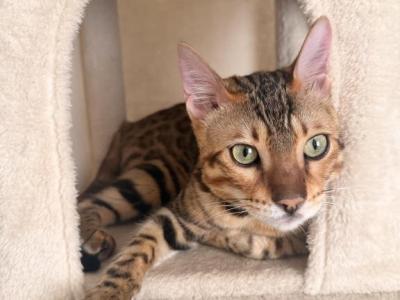 Kion - Bengal - Gallery Photo #1