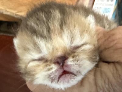 Chocolate Tabby Female - Exotic - Gallery Photo #1