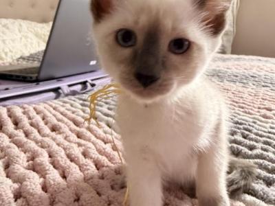 Zaras Kittens - Siamese - Gallery Photo #1