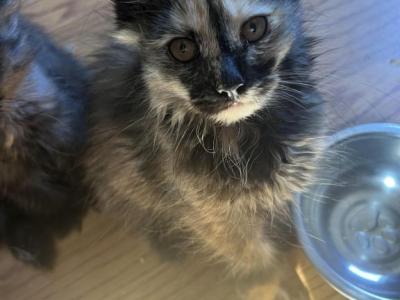 Female Tortie - Polydactyl - Gallery Photo #1