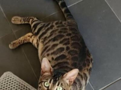 Nova Moon - Bengal - Gallery Photo #1