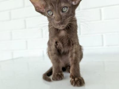 Oriental Shorthair Yellow Color - Oriental - Gallery Photo #1