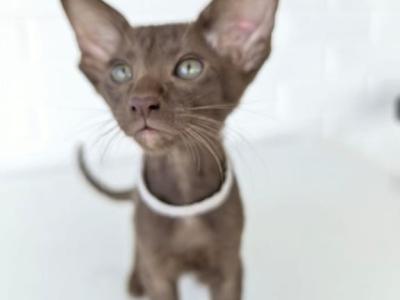 Oriental Shorthair White Collar - Oriental - Gallery Photo #1