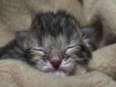 Baby 1 - Scottish Fold - Gallery Photo #1