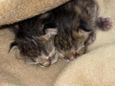 Baby 2 - Scottish Fold - Gallery Photo #1