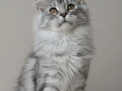 Sigrid - Maine Coon - Gallery Photo #1