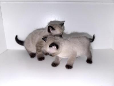 Unnamed - Siamese - Gallery Photo #1