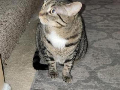 Lucie - Domestic - Gallery Photo #1