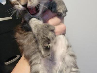 Smokey Boy 26 Toes - Maine Coon - Gallery Photo #1