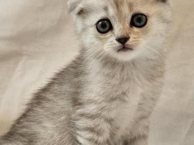 Trevor Scottish Fold - Scottish Fold - Gallery Photo #1