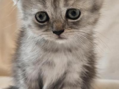 Tammy Scottish Fold - Scottish Fold - Gallery Photo #1