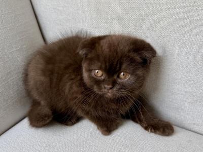 Younger Scottish Fold Chocolate Female - Scottish Fold - Gallery Photo #1