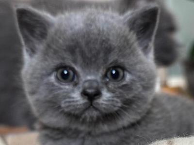 Clover British Shorthair Blue Kitten - British Shorthair - Gallery Photo #1