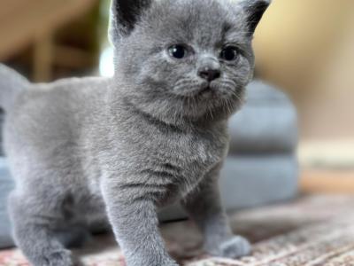 Fern British Shorthair Blue Kitten - British Shorthair - Gallery Photo #1