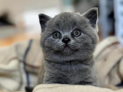 Reed British Shorthair Blue Kitten - British Shorthair - Gallery Photo #1