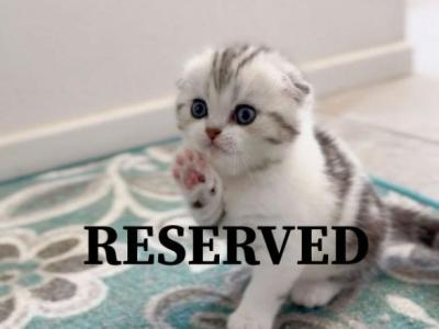 B A B Y  G - Scottish Fold - Gallery Photo #1