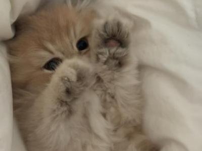 British Longhair - British Shorthair - Gallery Photo #1