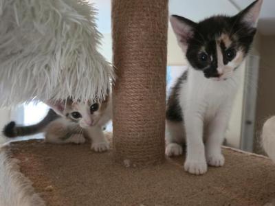 Half Siamese Kittens Boy Girl - American Shorthair - Gallery Photo #1