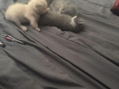 Adays Cats - Domestic - Gallery Photo #1
