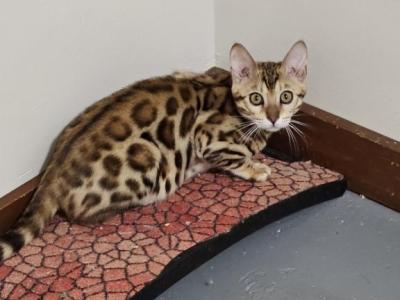 Bengal - Bengal - Gallery Photo #1