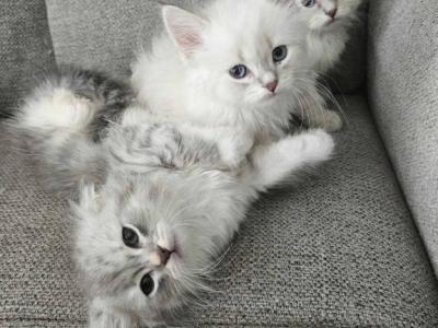 Siberian  British Shorthair - British Shorthair - Gallery Photo #1