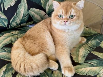 British Shorthair Golden Male Retiring - British Shorthair - Gallery Photo #1
