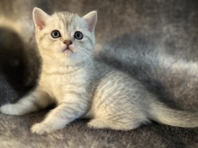 Timon Simba - Scottish Straight - Gallery Photo #1