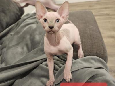 Cookie's Offspring - Sphynx - Gallery Photo #1