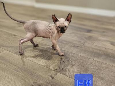 Tiger And Stripes And Elf - Sphynx - Gallery Photo #1