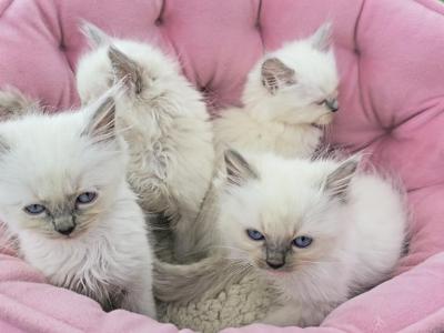 Gorgeous New Litter Of Lilac Minks - Ragdoll - Gallery Photo #1