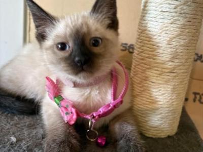 Lizzy - Siamese - Gallery Photo #1
