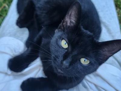 Tanya - Russian Blue - Gallery Photo #1