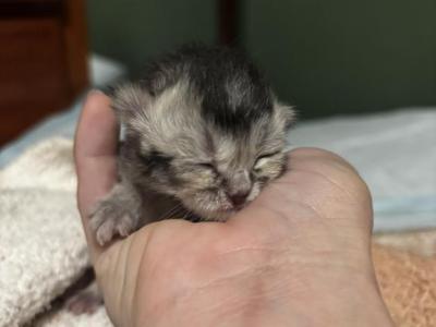 Baby 3 - Scottish Fold - Gallery Photo #1