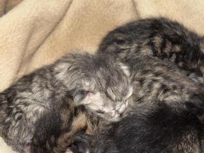 Baby 4 - Scottish Fold - Gallery Photo #1