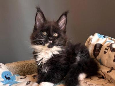 Tuxedo Maine Coon Male - Maine Coon - Gallery Photo #1