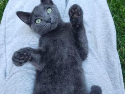 Kevin - Russian Blue - Gallery Photo #1
