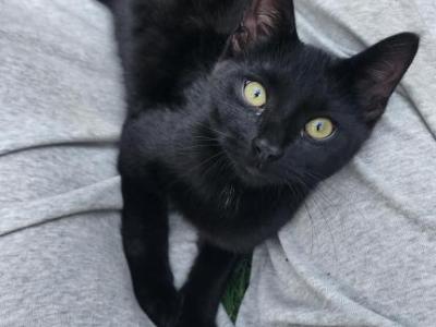 Teddy - Russian Blue - Gallery Photo #1