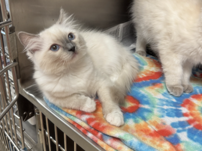 Lilac Blue Ragdoll - Ragdoll - Gallery Photo #1