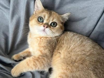 Scottish Straight Golden Chinchilla Male Kitten - Scottish Straight - Gallery Photo #1
