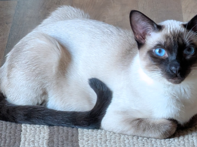 CFA Coming Next Year - Siamese - Gallery Photo #1